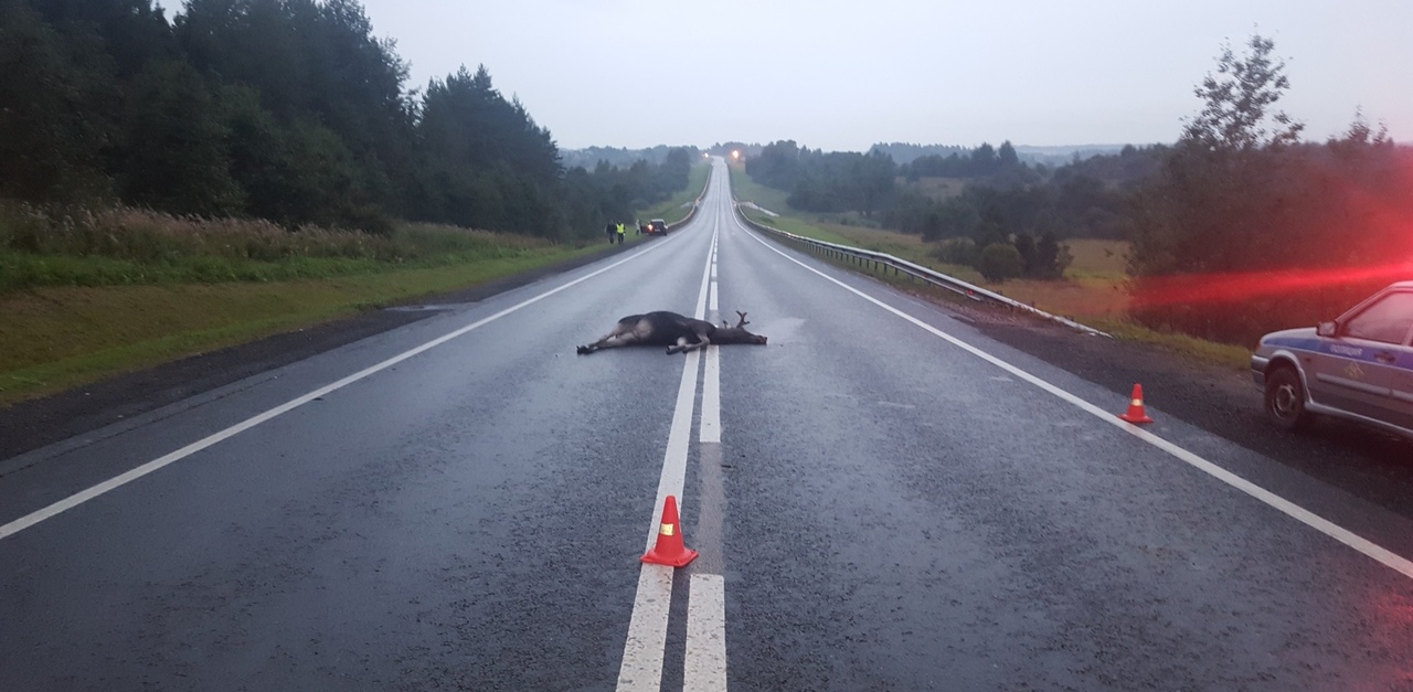 Между вологдой и череповцом. Сбит Лось на трассе Вологда. Лось на трассе Вологодская область. Сбили лося трасса новая Ладога.