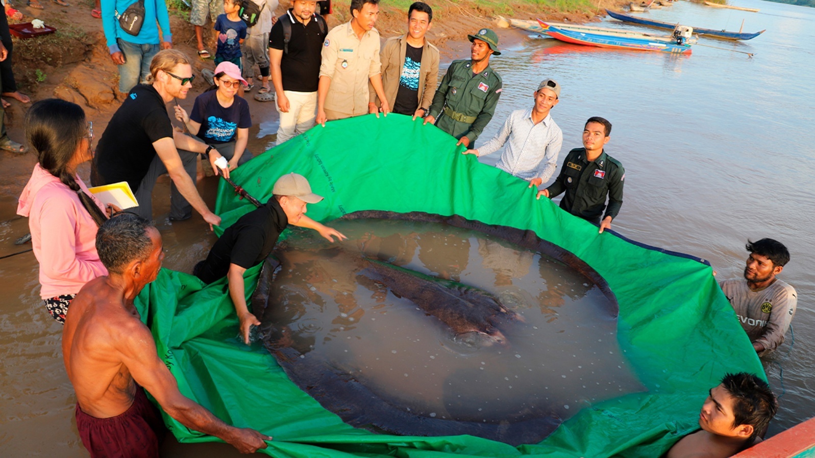 Самый большой скат в мире фото