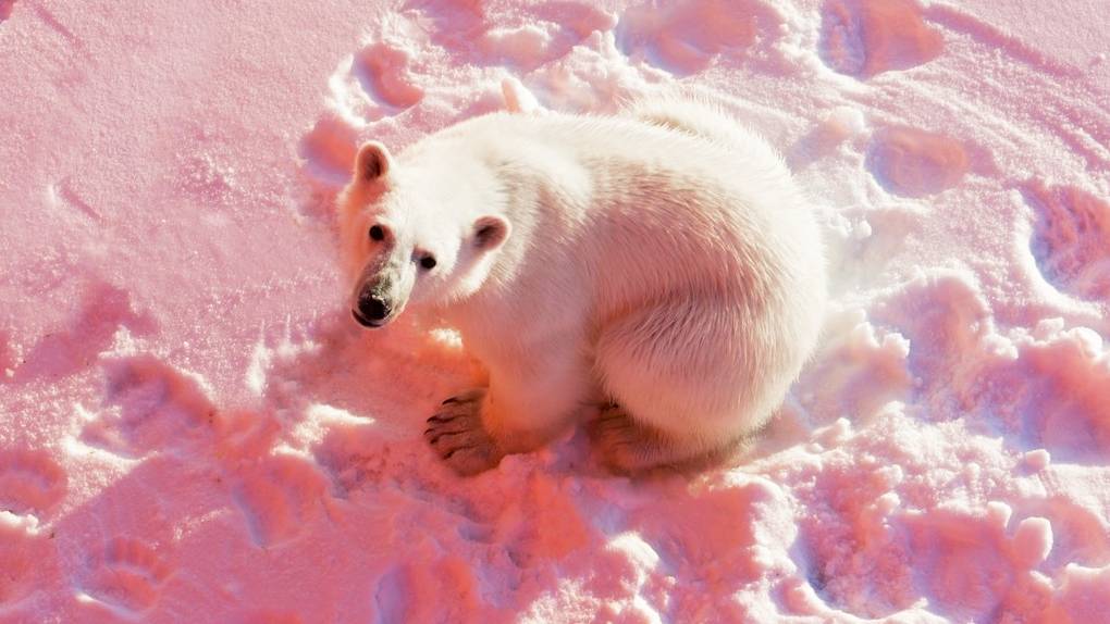 Polar Bear автомобиль