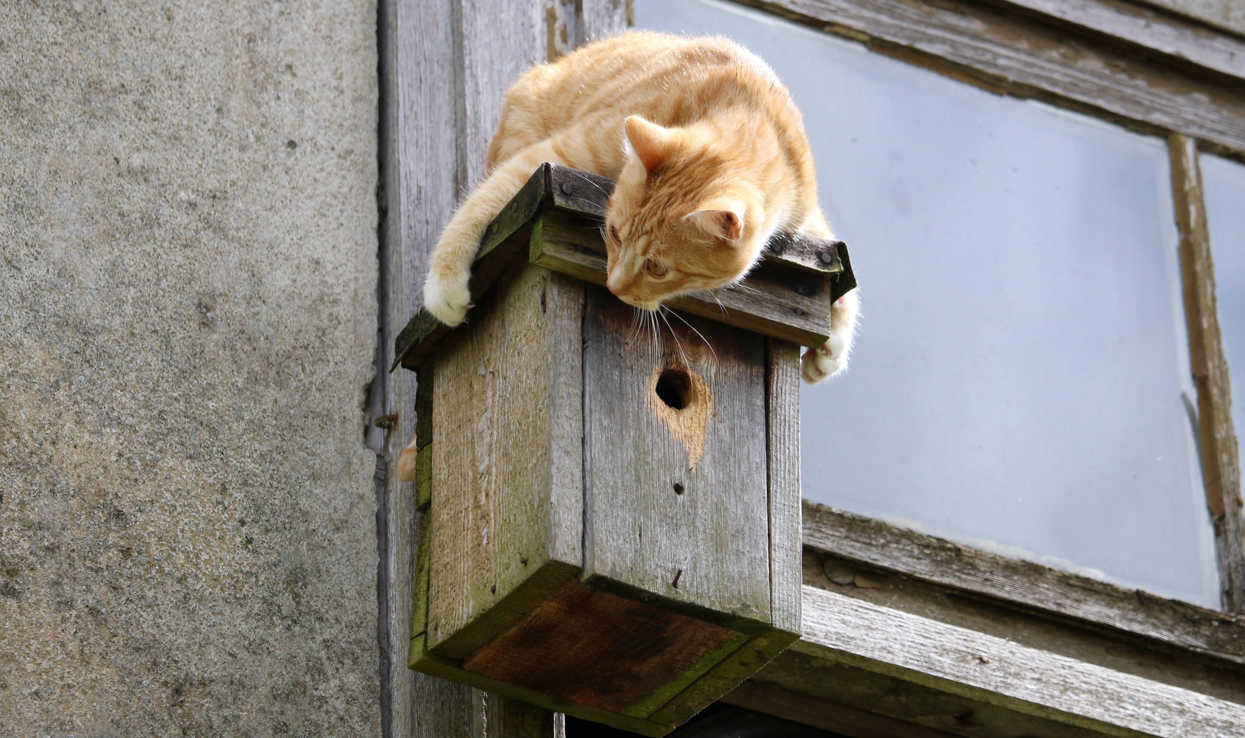 Кот в скворечнике