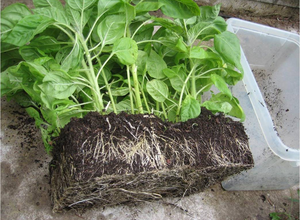 здоровые корни (1)