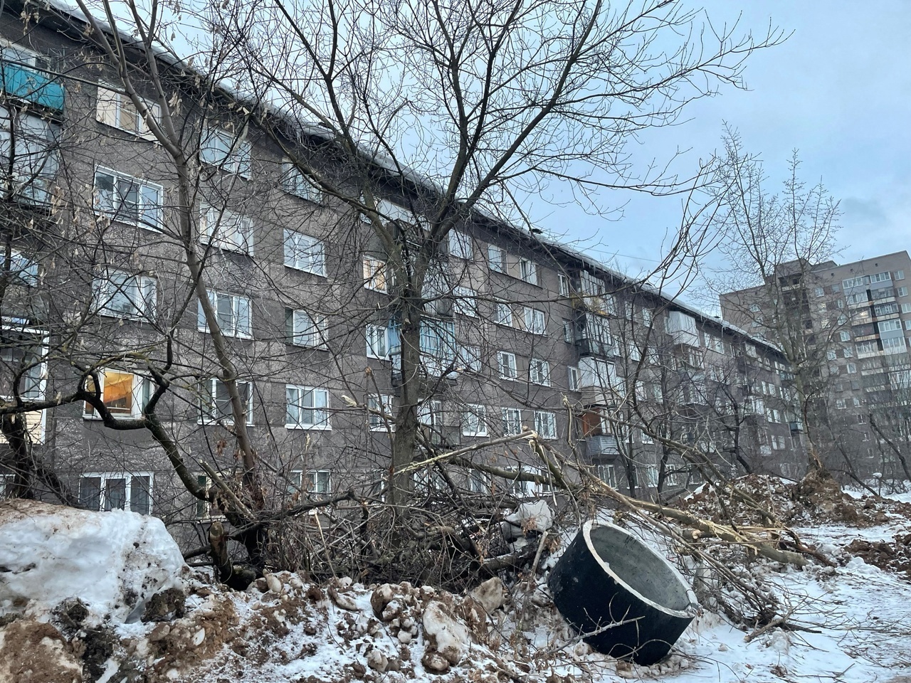 В Череповце пытаются спасти красивую аллею от строительной компании |  14.03.2024 | Череповец - БезФормата