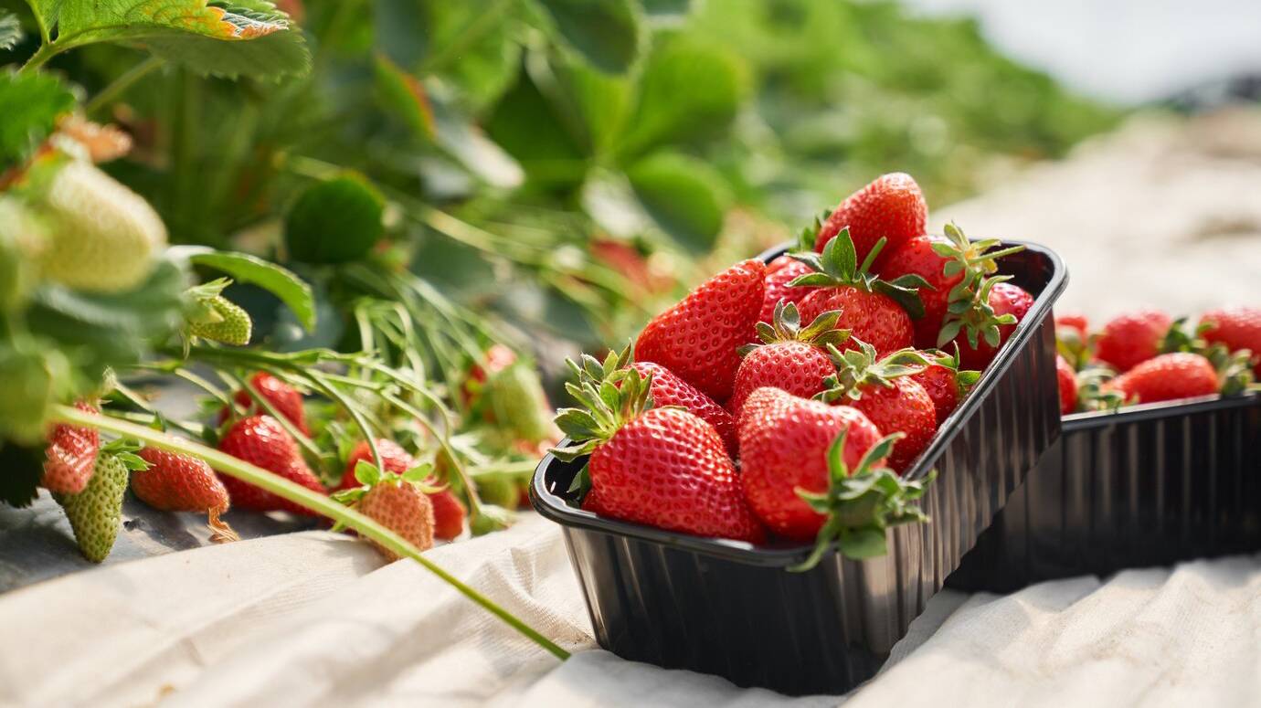 fresh-ripe-strawberries-inside-black-plastic-box_7502-7746