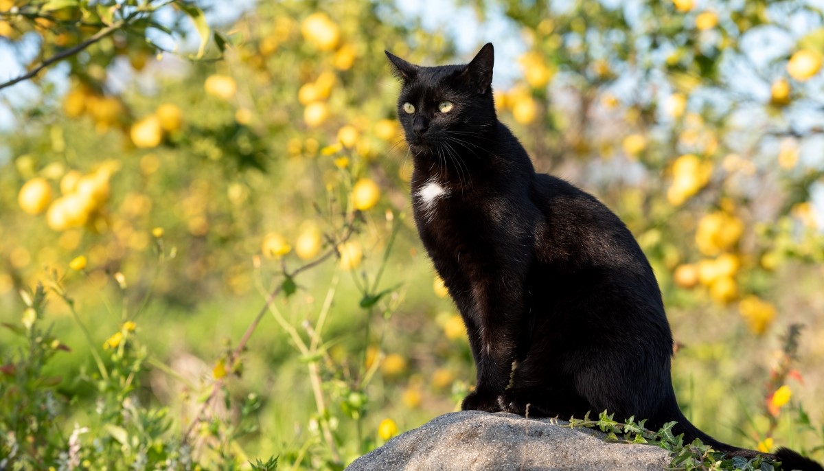Кошка чёрная п