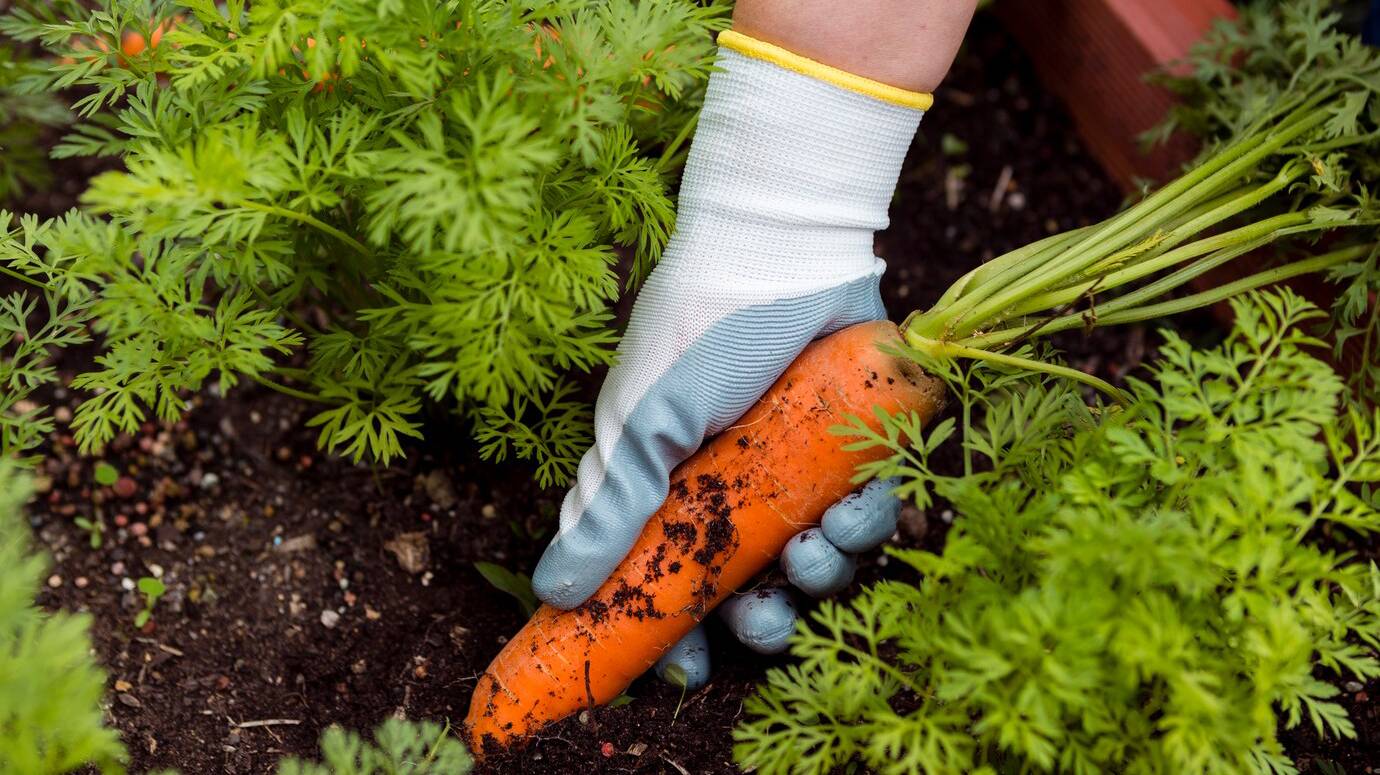 close-up-man-taking-carrots-out-soil_23-2148396759