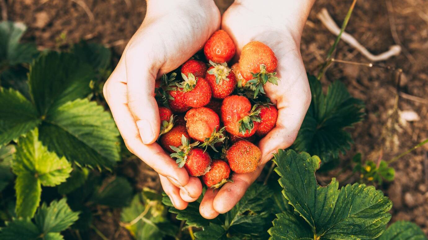 farm-concept-with-hands-holding-strawberries_23-2147828916