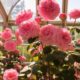 beautiful-blooming-roses-greenhouse_23-2150718973