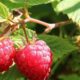 berries-of-a-raspberry-1700485_1280