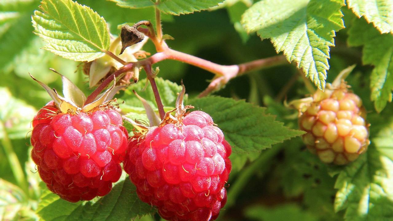 berries-of-a-raspberry-1700485_1280