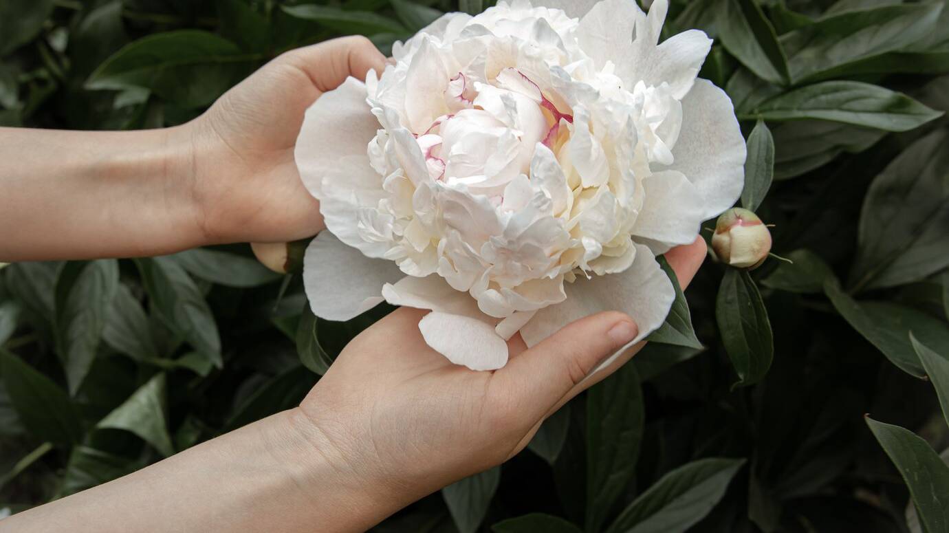 children-s-hands-are-holding-peony-flower-growing-bush_169016-12638