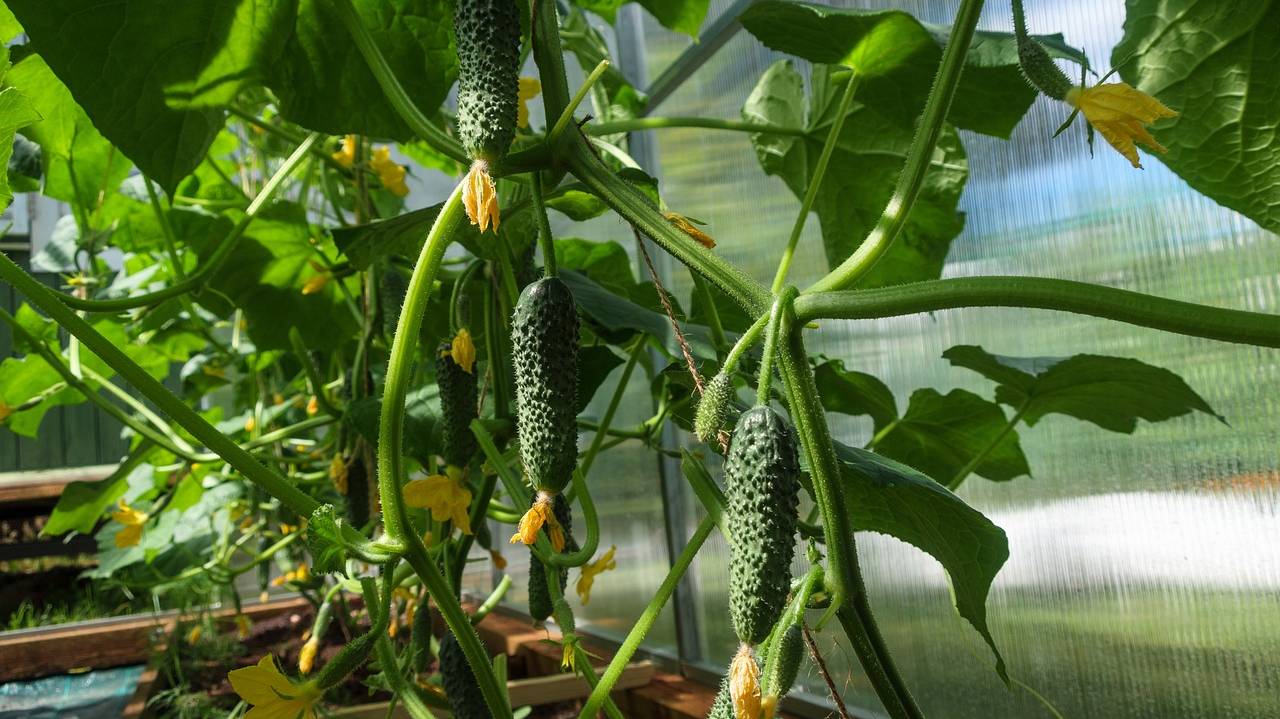 cucumbers-4698525_1280