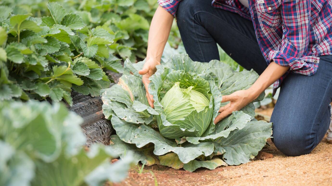 farmers-are-working-cabbage-farm_1150-7118