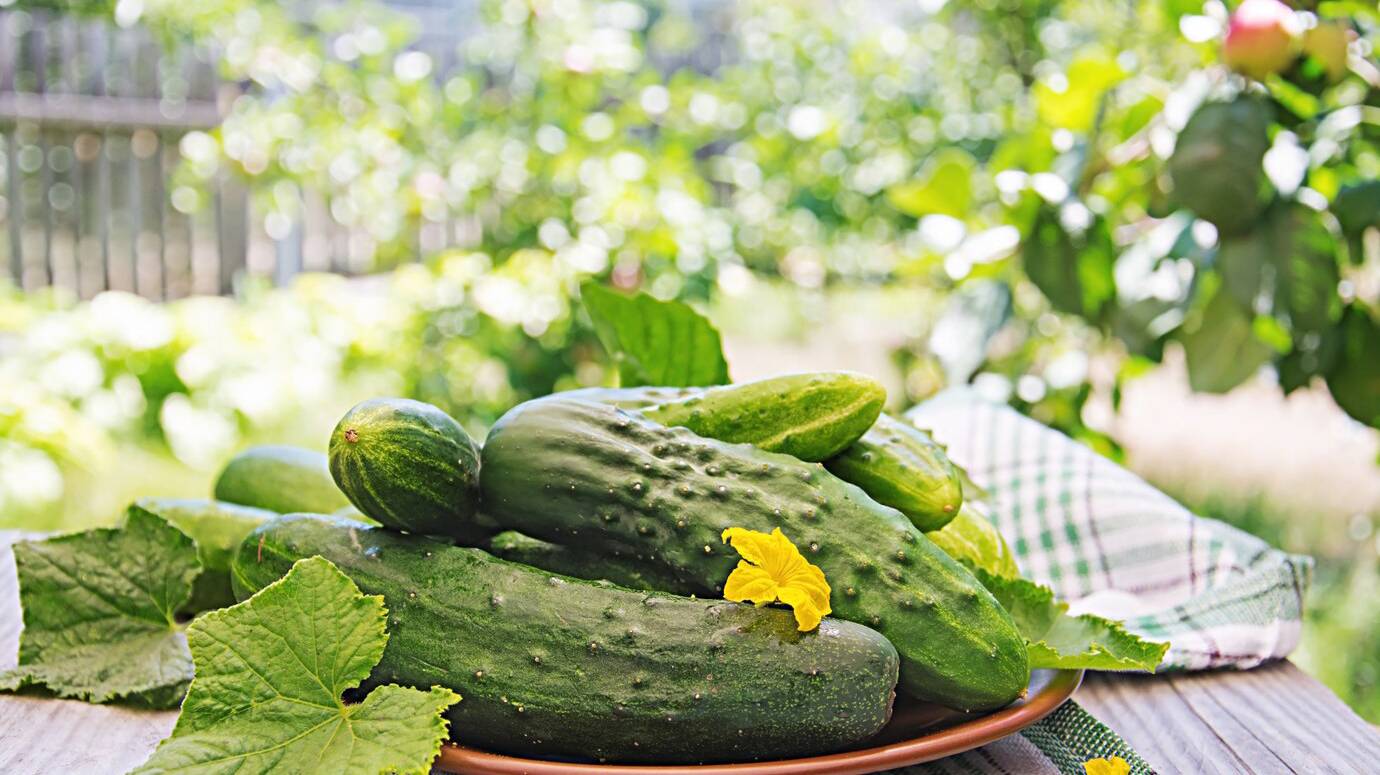 fresh-cucumbers-from-garden-table-summer-garden_2829-11306