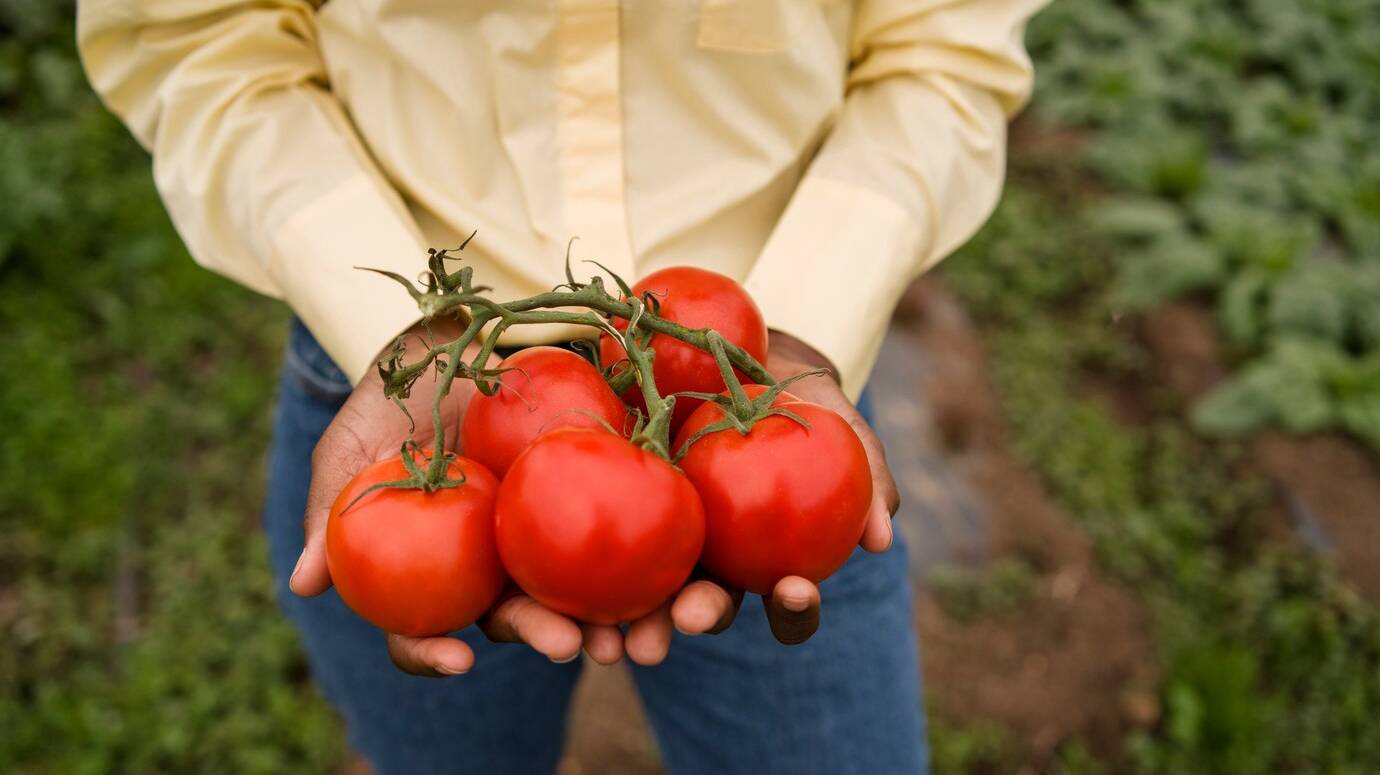 high-angle-woman-holding-tomatoes_23-2149894705