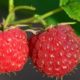 raspberries-3454504_1280