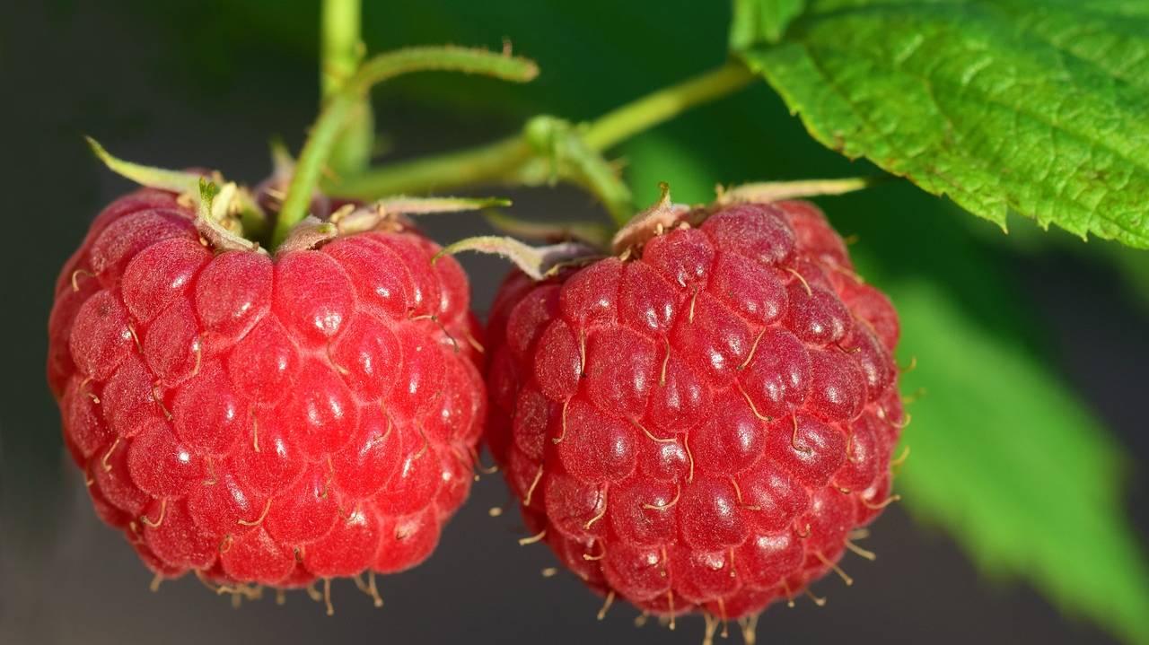 raspberries-3454504_1280