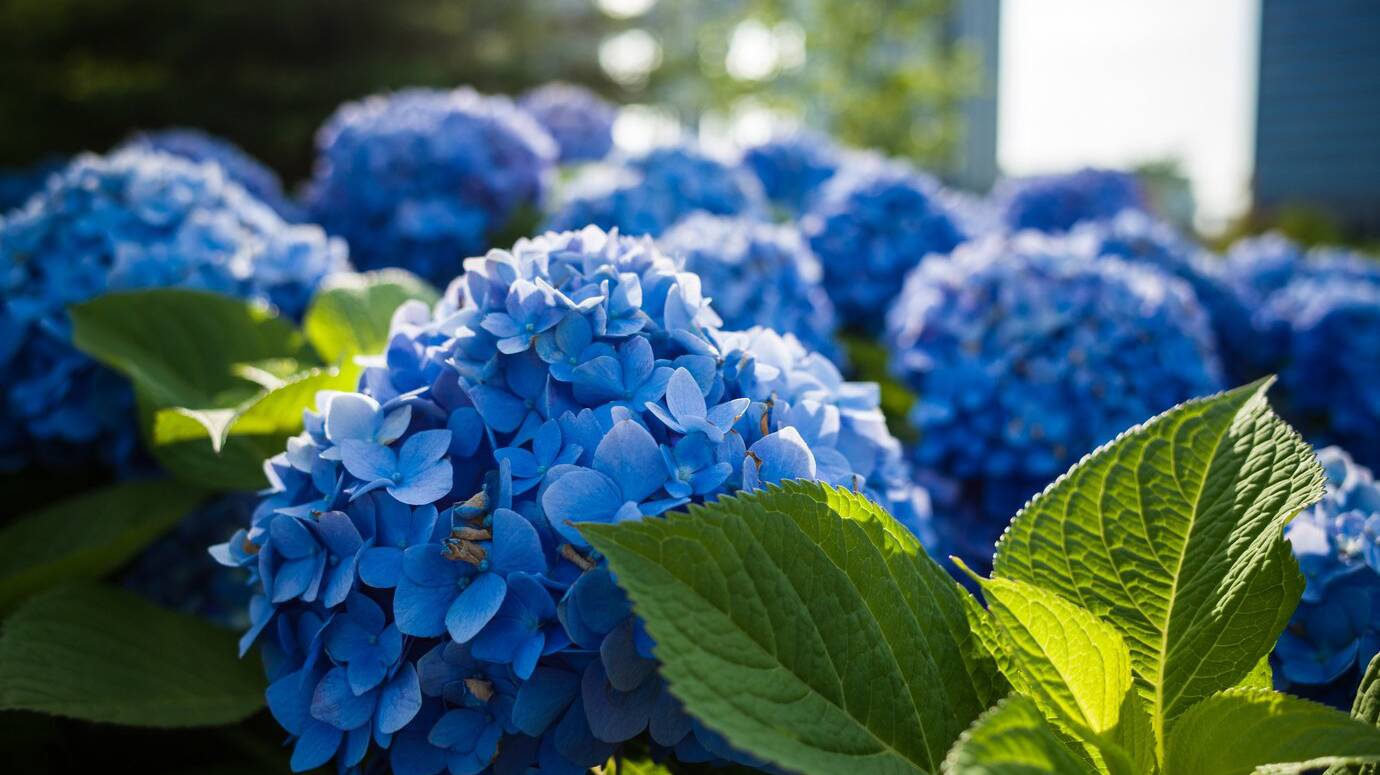 selective-focus-shot-blue-flowers-green-leaves_181624-16643