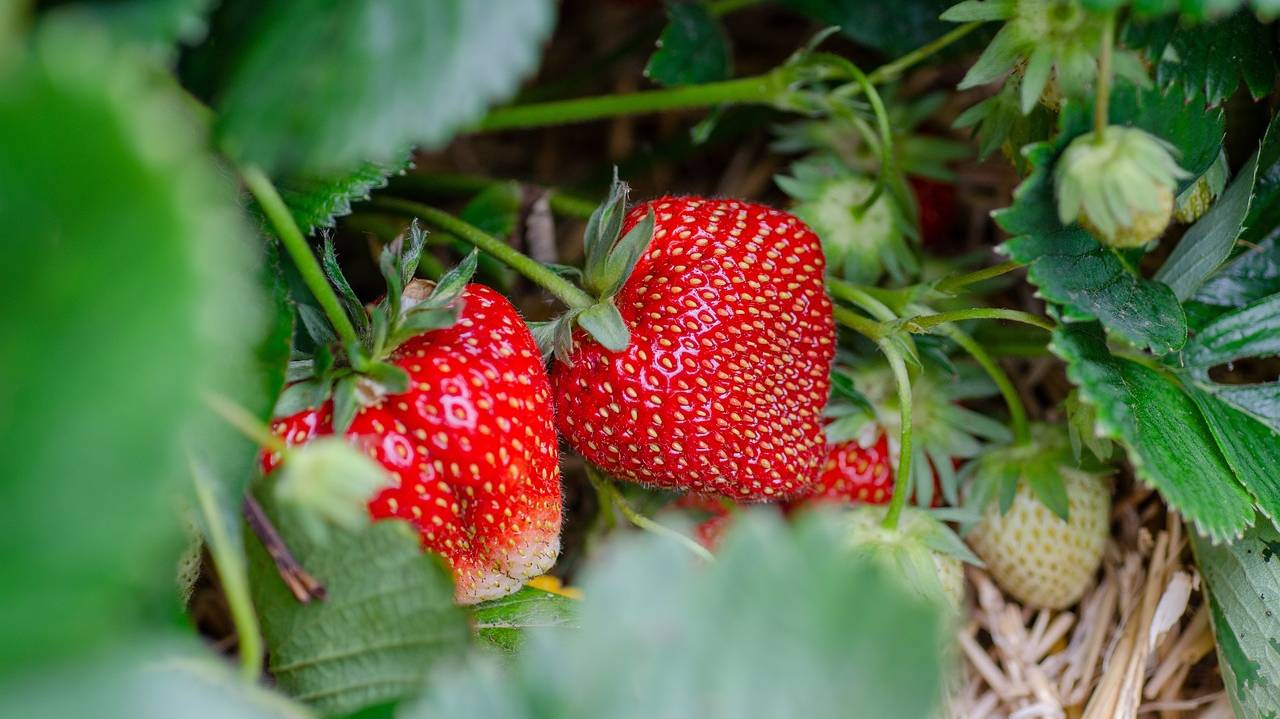 strawberries-7323943_1280