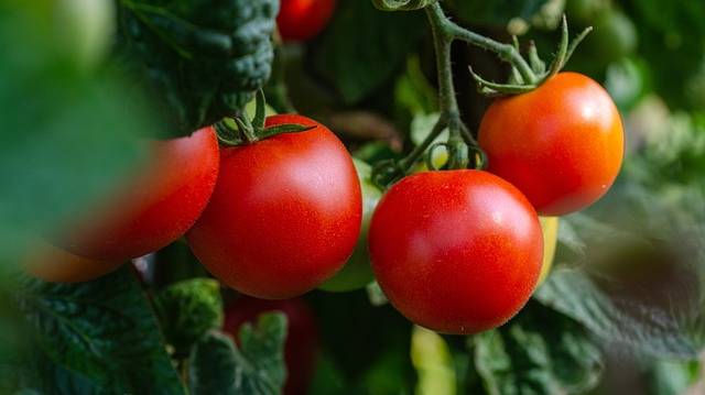 tomatoes-5566741_640