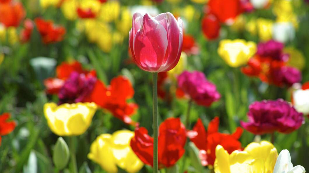 beautiful-tulip-with-blurred-flowers-background_1122-722