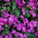 close-up-variegated-bush-with-lilac-leaves-exotic-plants-egypt_169016-10796