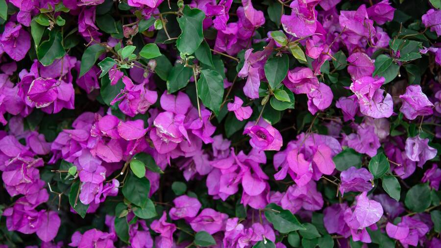 close-up-variegated-bush-with-lilac-leaves-exotic-plants-egypt_169016-10796