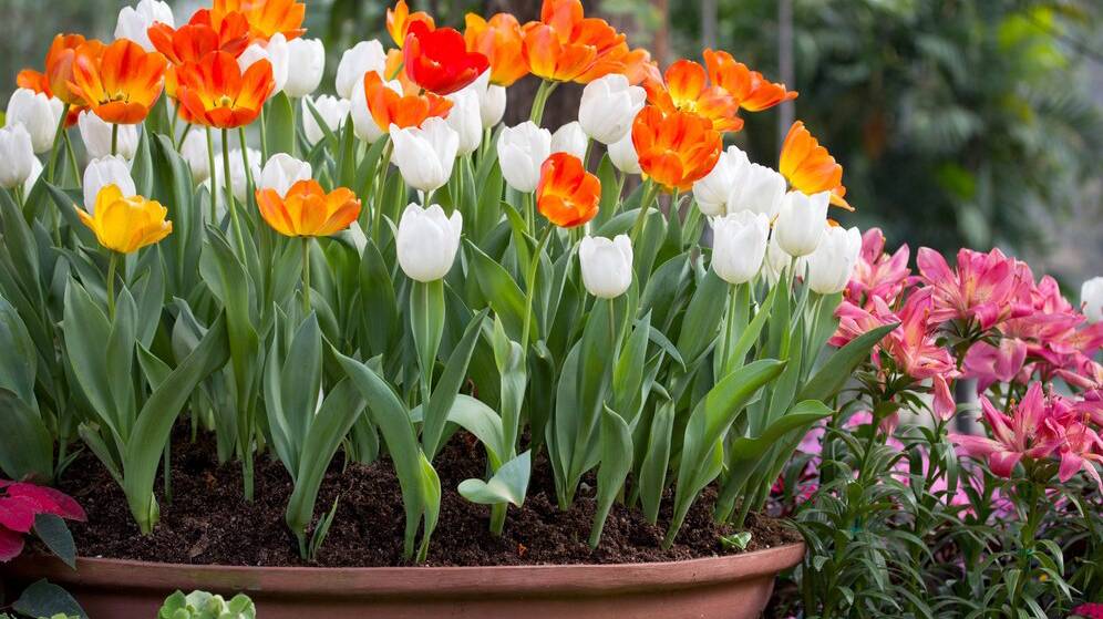 colorful-tulips-flower-pot_1373-278