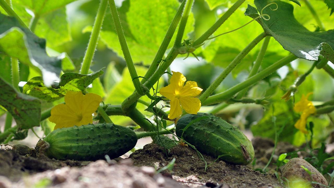 cucumbers-7322966_1280