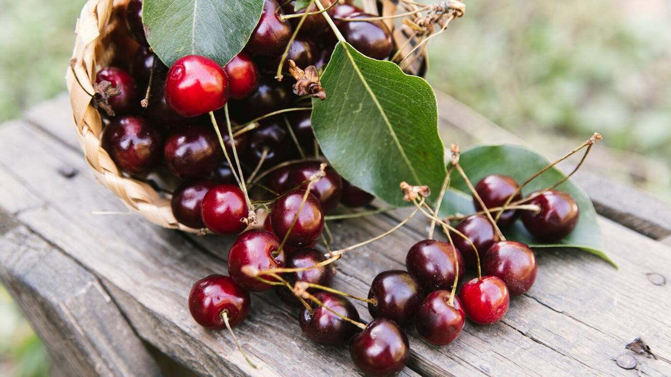 delicious-cherries-wooden-bench_23-2148230529