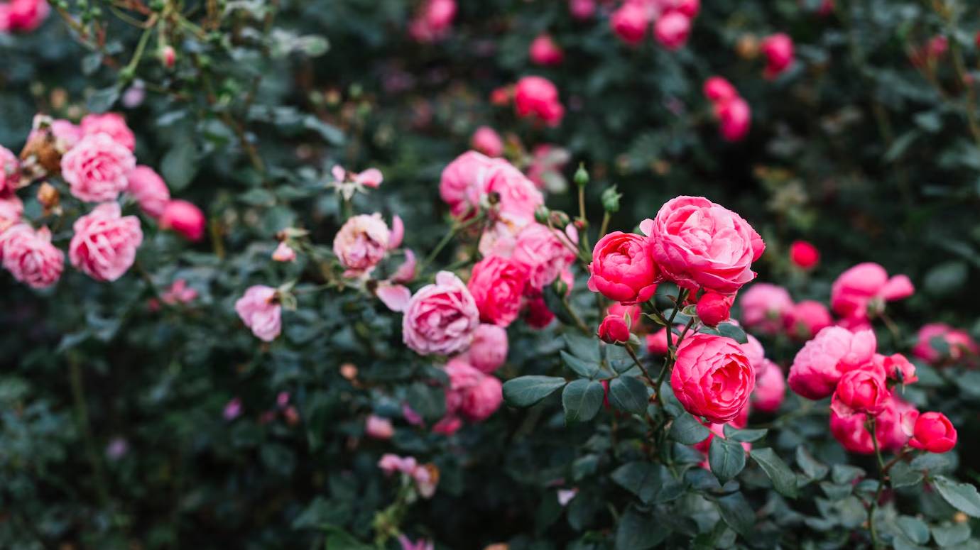 fresh-pink-peony-flowers-growing-garden_23-2147924896