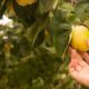 hand-holding-yellow-pear-quince-natural-organic-fruits_1391-286