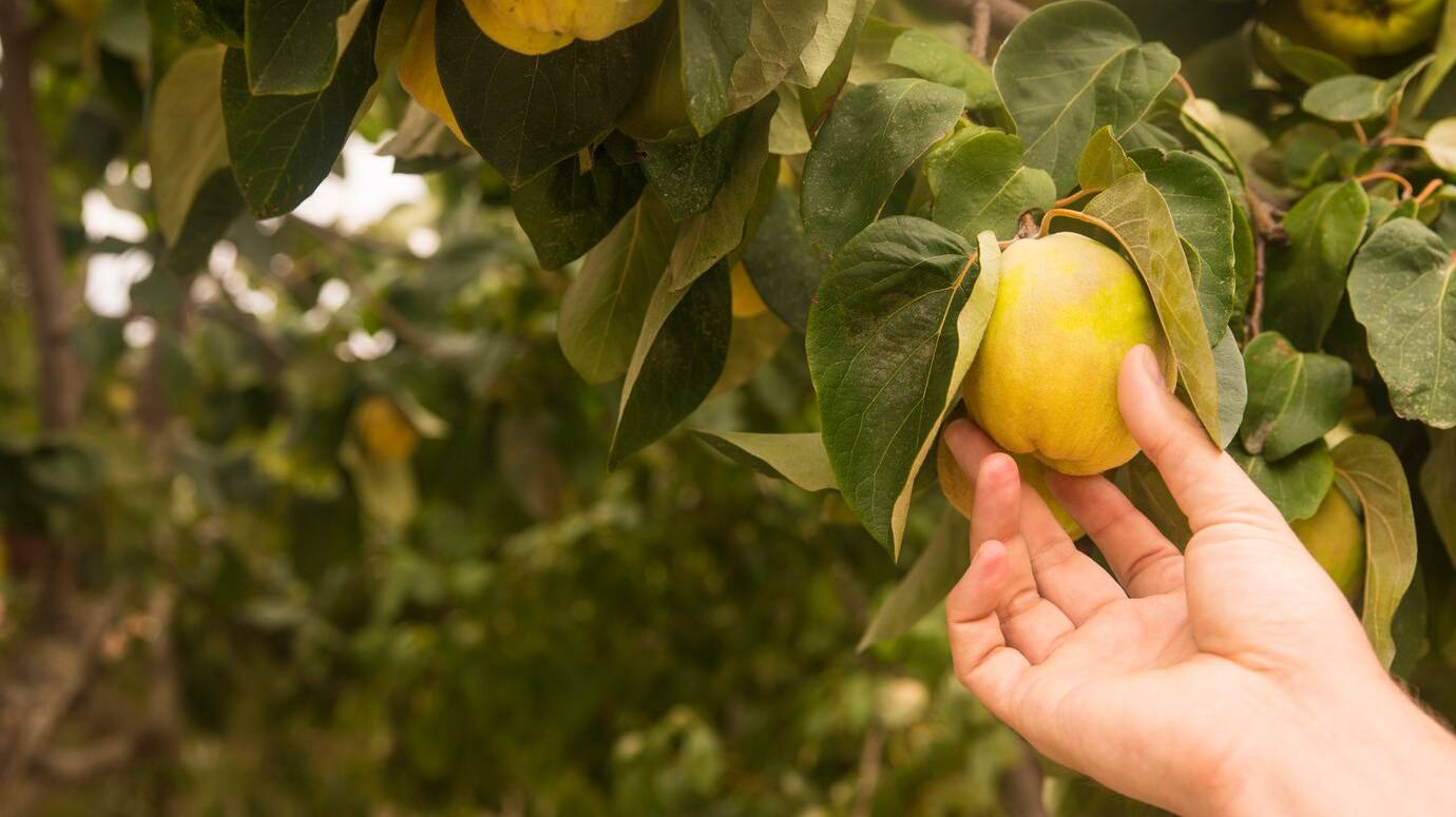 hand-holding-yellow-pear-quince-natural-organic-fruits_1391-286