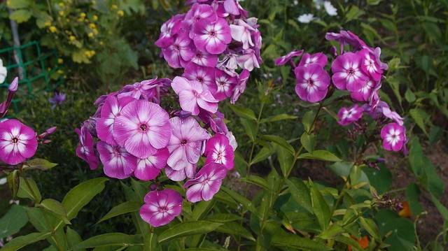 phlox-4757865_640