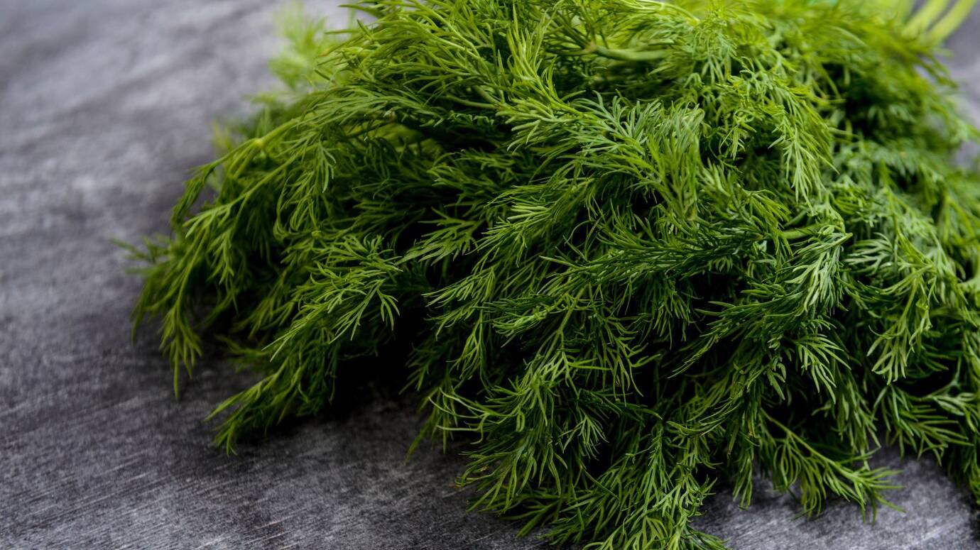 picture-green-dill-grey-table_176420-6840