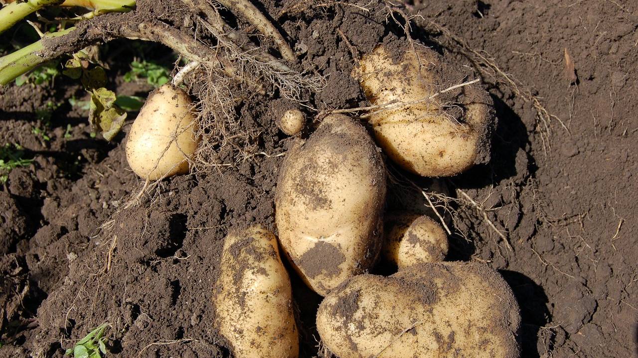 potatoes-1637280_1280