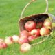 apples-grass_144627-2104