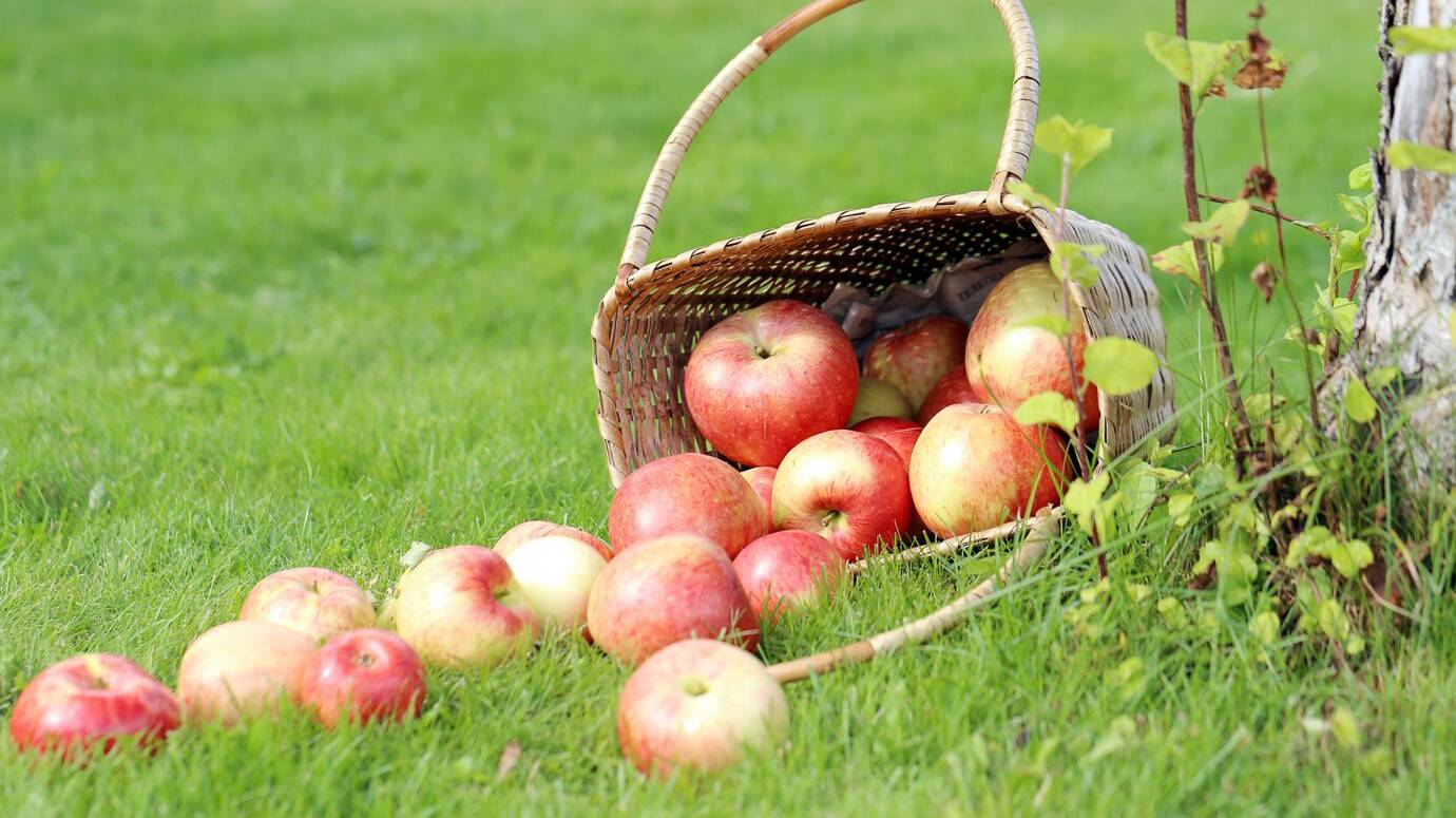 apples-grass_144627-2104