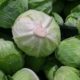 cabbage-1666765_1280