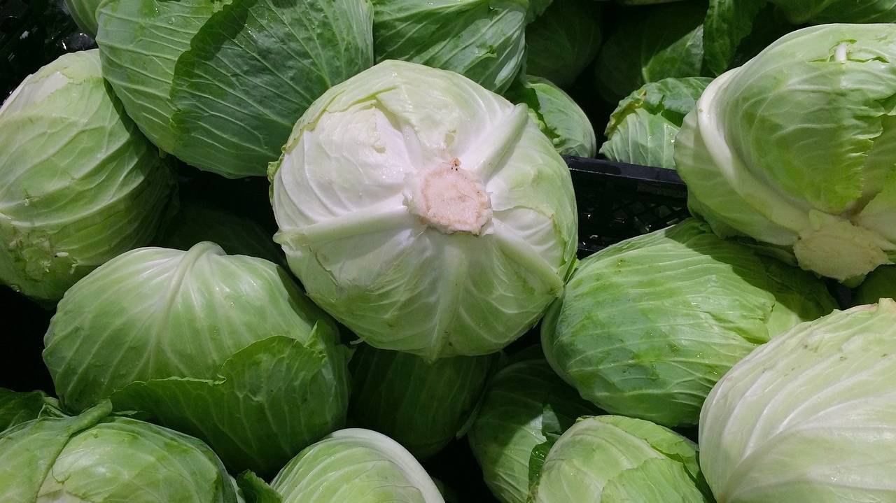 cabbage-1666765_1280