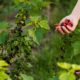 close-up-hand-holding-fruits_23-2148617235 (1)