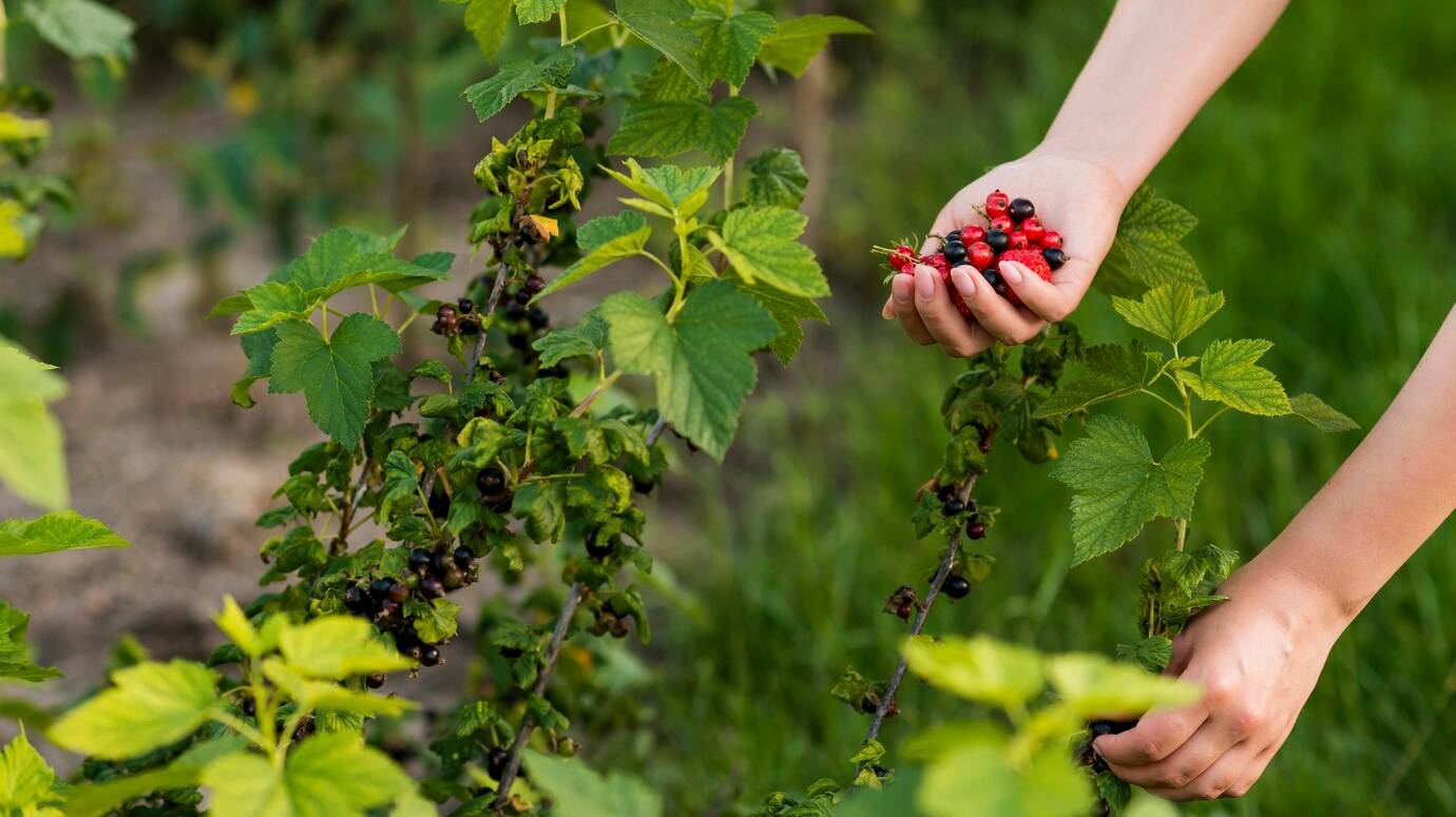 close-up-hand-holding-fruits_23-2148617235 (1)