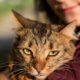 close-up-tabby-cat_23-2148045837