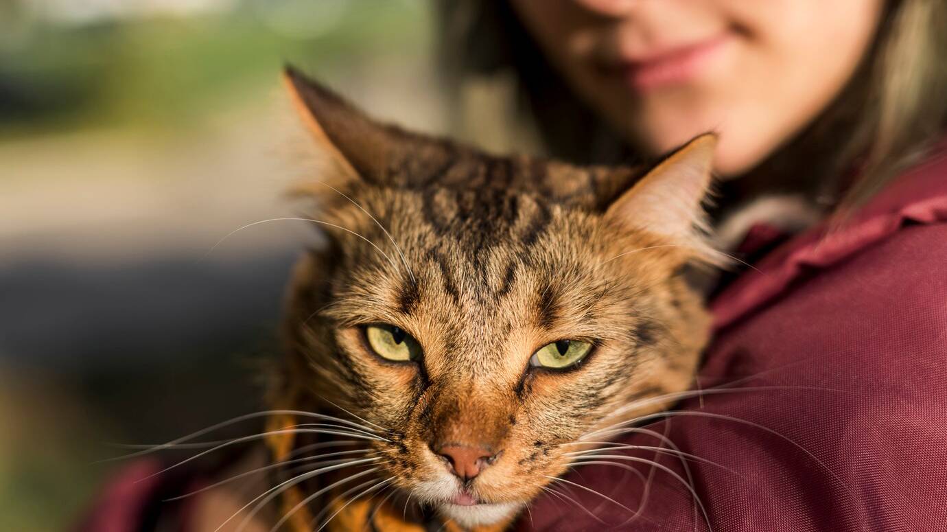 close-up-tabby-cat_23-2148045837