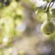 closeup-shot-green-pear-attached-branch-with-blurred-background_181624-4923