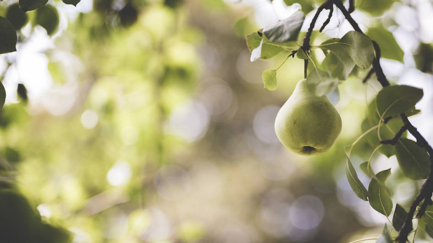 closeup-shot-green-pear-attached-branch-with-blurred-background_181624-4923