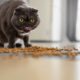 cute-cat-eating-food-floor_23-2149363735