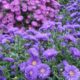 Fall-aster