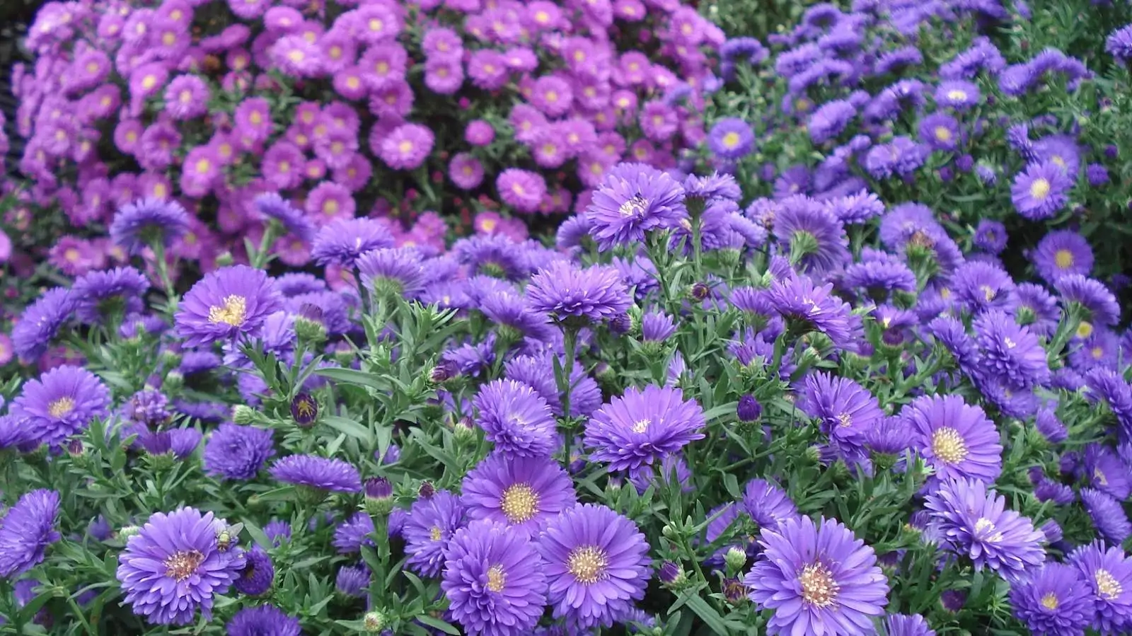 Fall-aster