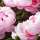 painting-pink-peonies-with-green-leaves-top_91008-570