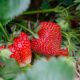 strawberries-7323943_1280 (1)